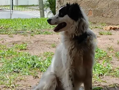 Cachorro raça SRD-ViraLata idade 2 anos nome Ranga
