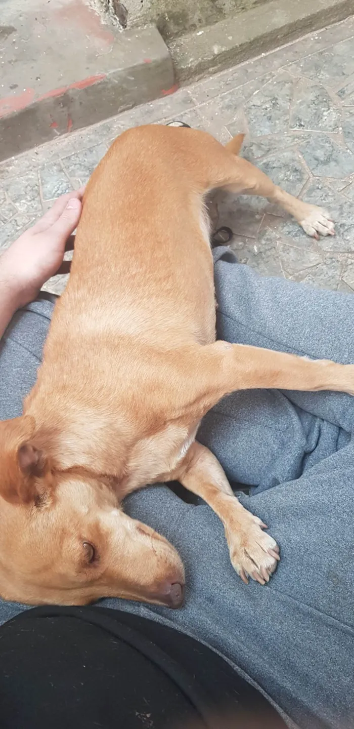 Cachorro ra a SRD-ViraLata idade 1 ano nome Belinha