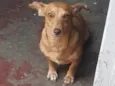 Belinha