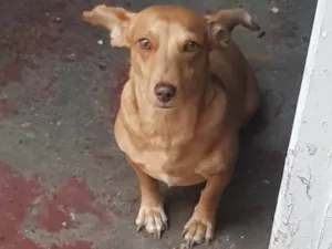 Cachorro raça SRD-ViraLata idade 1 ano nome Belinha
