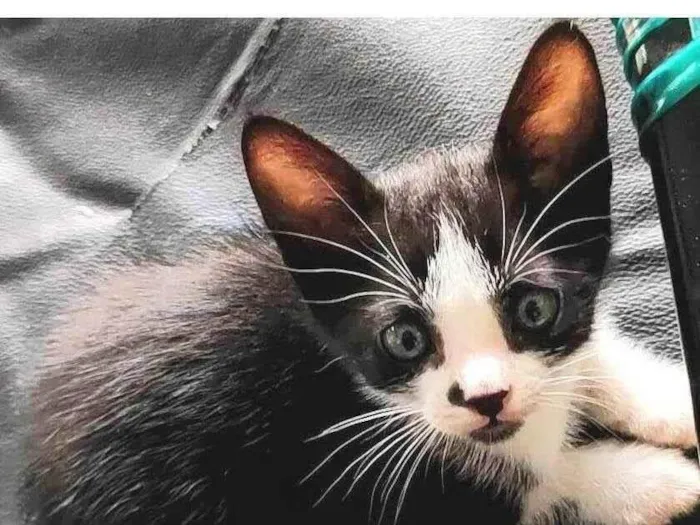 Gato ra a SRD-ViraLata idade 2 a 6 meses nome 3 irmãozinhos (1 fêmea e 2 machos)