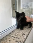 Kiwi bb2meses