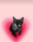 Kiwi bb2meses