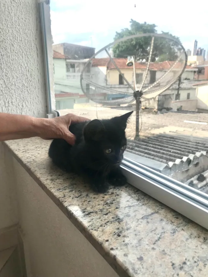 Gato ra a SRD-ViraLata idade 2 a 6 meses nome Kiwi bb2meses 