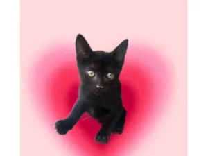 Gato raça SRD-ViraLata idade 2 a 6 meses nome Kiwi bb2meses 