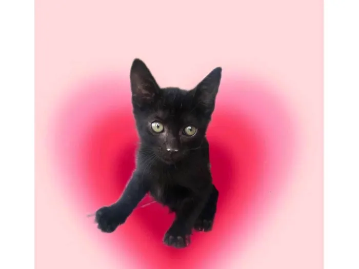 Gato ra a SRD-ViraLata idade 2 a 6 meses nome Kiwi bb2meses 