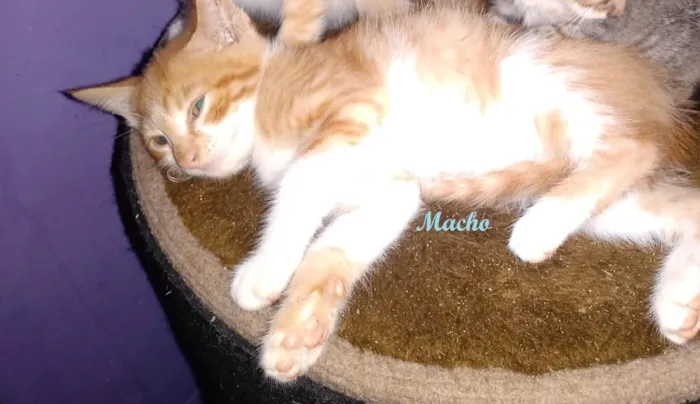 Gato ra a SRD-ViraLata idade Abaixo de 2 meses nome LUIZINHO