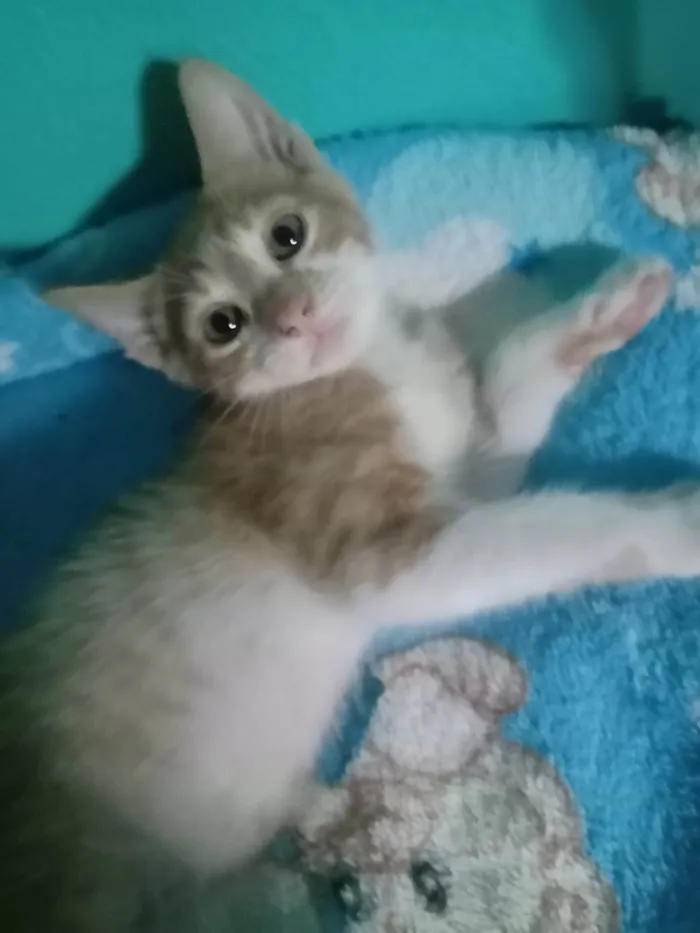 Gato ra a SRD-ViraLata idade Abaixo de 2 meses nome LUIZINHO