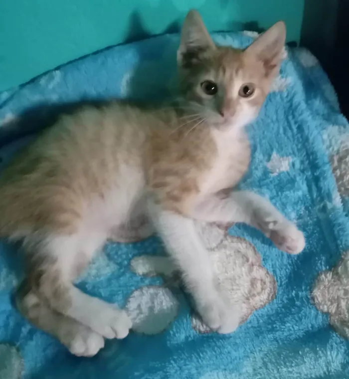 Gato ra a SRD-ViraLata idade Abaixo de 2 meses nome LUIZINHO