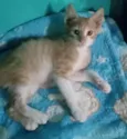 LUIZINHO