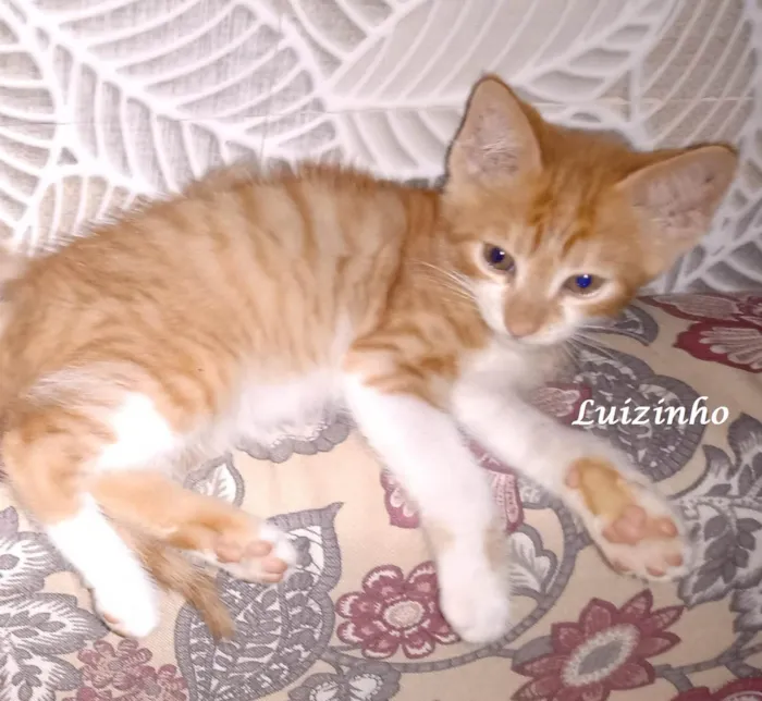 Gato ra a SRD-ViraLata idade Abaixo de 2 meses nome LUIZINHO