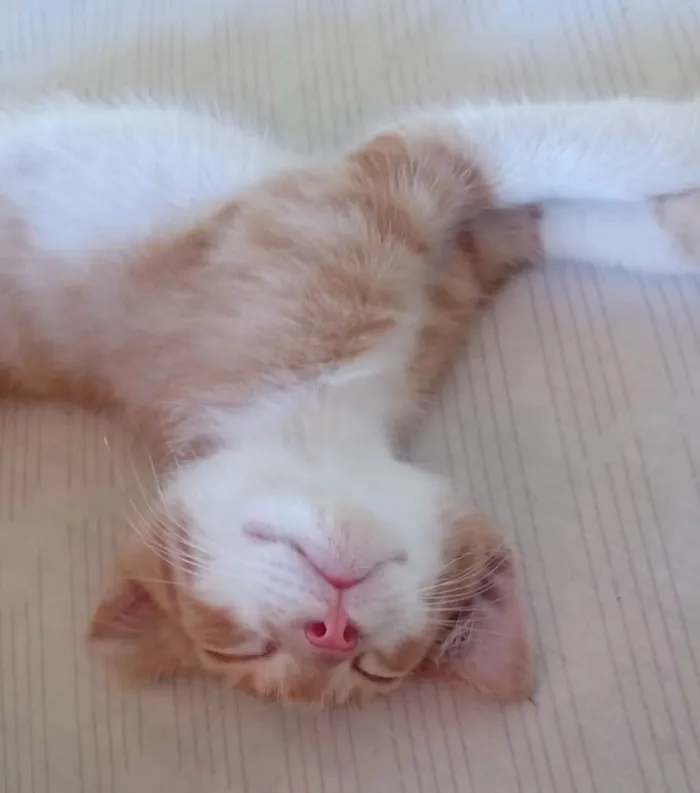 Gato ra a SRD-ViraLata idade Abaixo de 2 meses nome LUIZINHO
