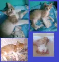 LUIZINHO