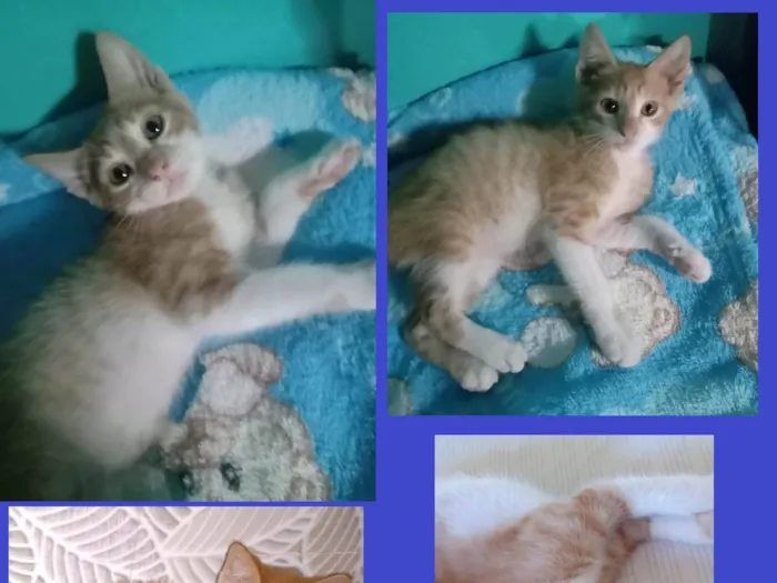 Gato ra a SRD-ViraLata idade Abaixo de 2 meses nome LUIZINHO