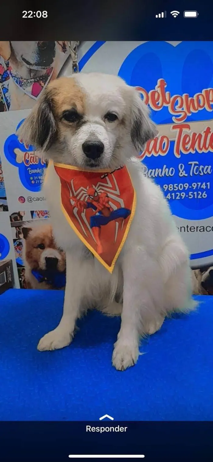 Cachorro ra a SRD-ViraLata idade 5 anos nome Branquinho 