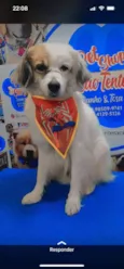 Branquinho