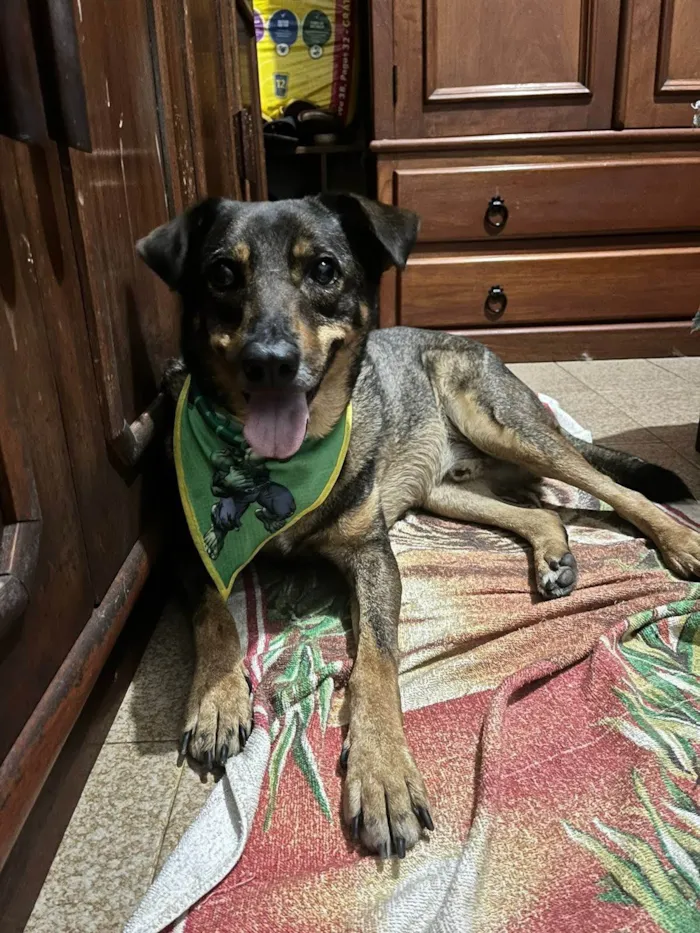 Cachorro ra a SRD-ViraLata idade 5 anos nome Céu 