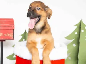 Cachorro raça SRD-ViraLata idade 2 a 6 meses nome Tufão 