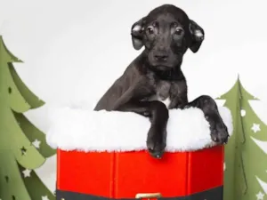 Cachorro raça SRD-ViraLata idade 2 a 6 meses nome Cadinho 