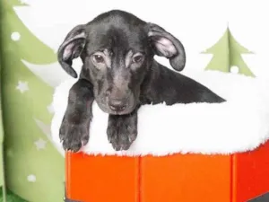 Cachorro raça SRD-ViraLata idade 2 a 6 meses nome Leleco 