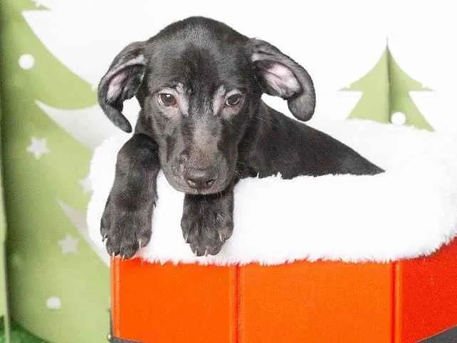 Cachorro ra a SRD-ViraLata idade 2 a 6 meses nome Leleco 