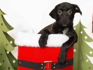 Cachorro raça SRD-ViraLata idade 2 a 6 meses nome Jorginho 