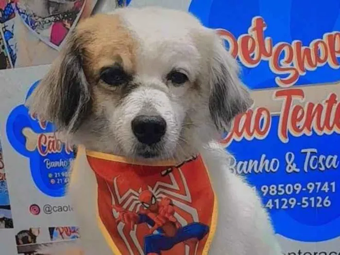 Cachorro ra a SRD-ViraLata idade 5 anos nome Branquinho 