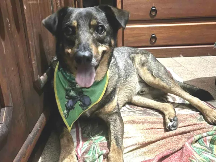 Cachorro ra a SRD-ViraLata idade 5 anos nome Céu 