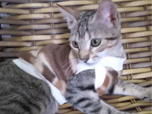 Gato raça SRD-ViraLata idade 2 a 6 meses nome BRISA. ADOTADA 