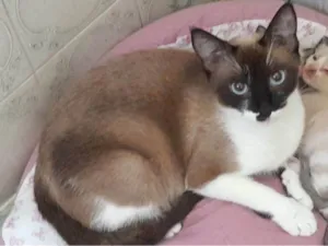 Gato raça Siamesa idade 7 a 11 meses nome Meggie