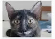 CACAU