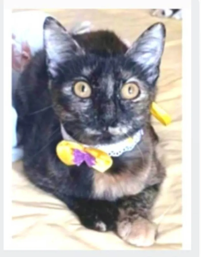 Gato ra a srd idade 7 a 11 meses nome CACAU