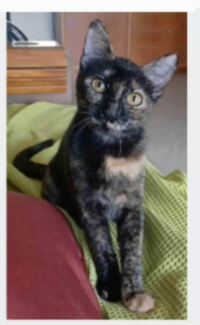 Gato ra a srd idade 7 a 11 meses nome CACAU