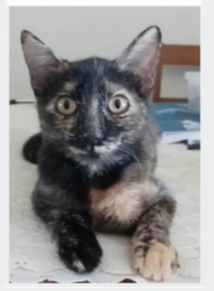 Gato ra a srd idade 7 a 11 meses nome CACAU