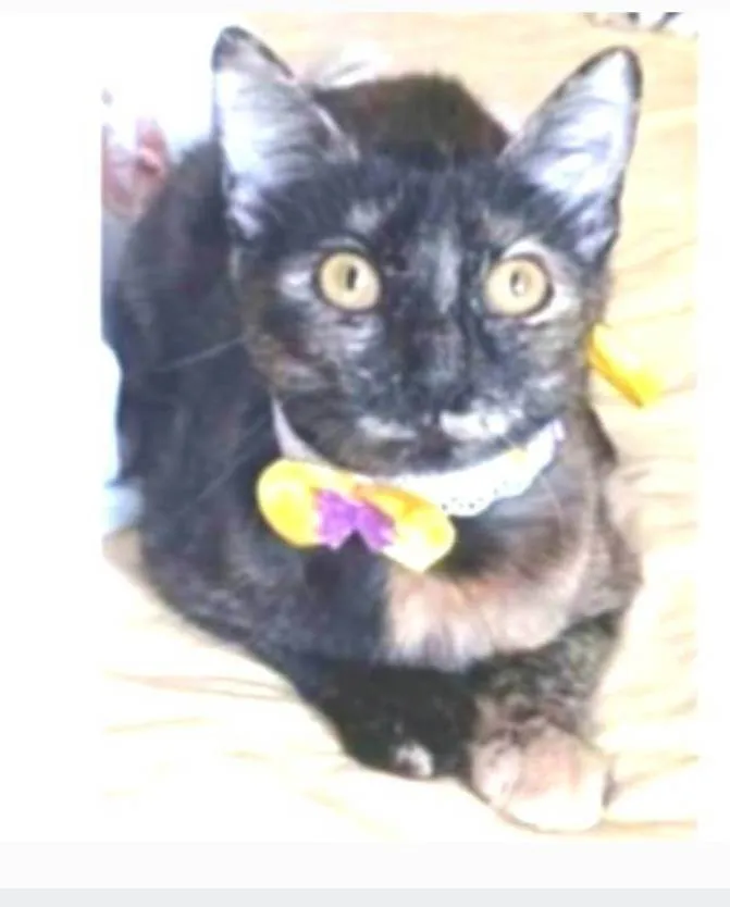 Gato ra a srd idade 7 a 11 meses nome CACAU