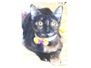 Gato raça srd idade 7 a 11 meses nome CACAU