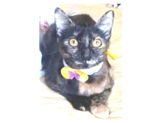 Gato ra a srd idade 7 a 11 meses nome CACAU