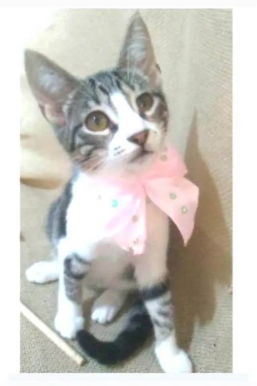 Gato ra a srd idade 7 a 11 meses nome ELENA