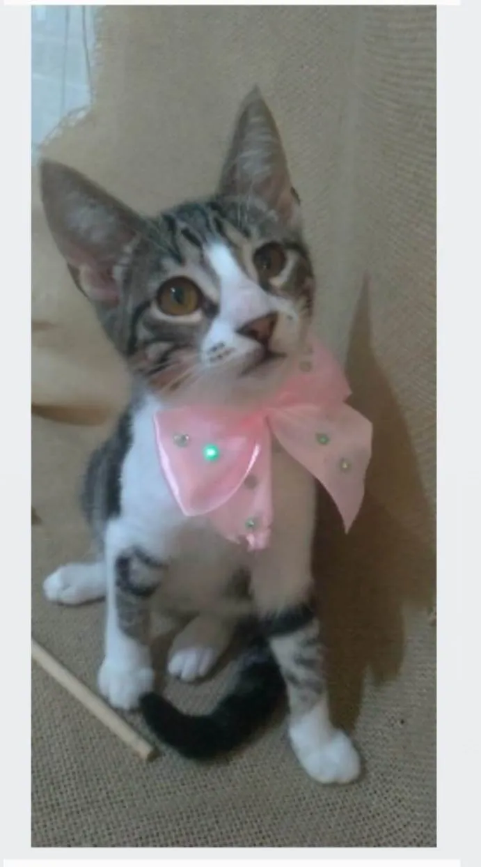Gato ra a srd idade 7 a 11 meses nome ELENA