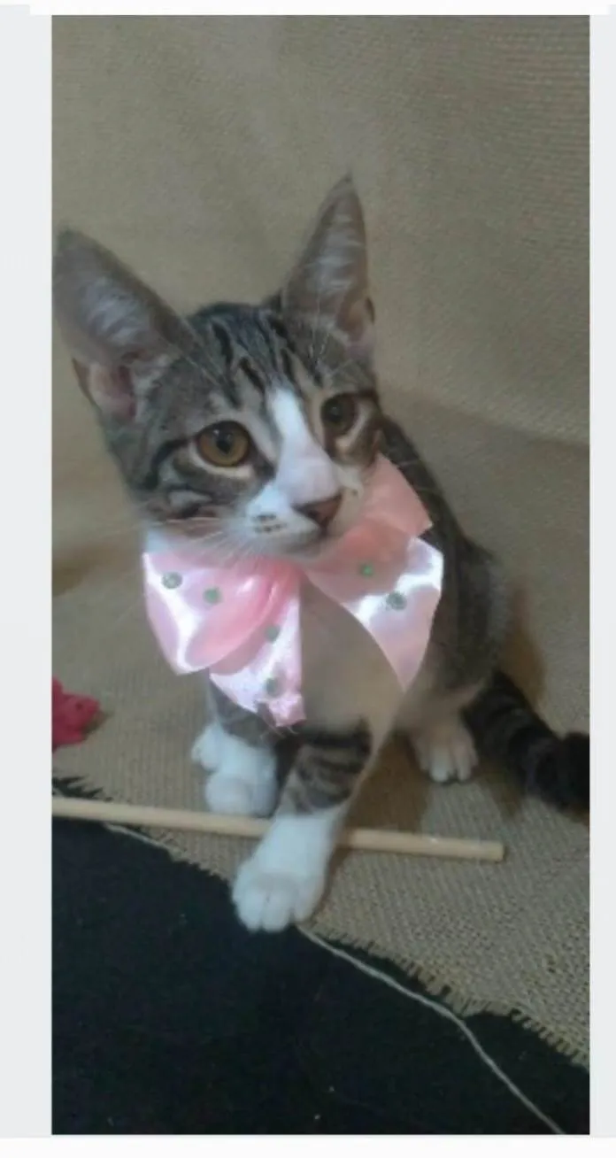 Gato ra a srd idade 7 a 11 meses nome ELENA