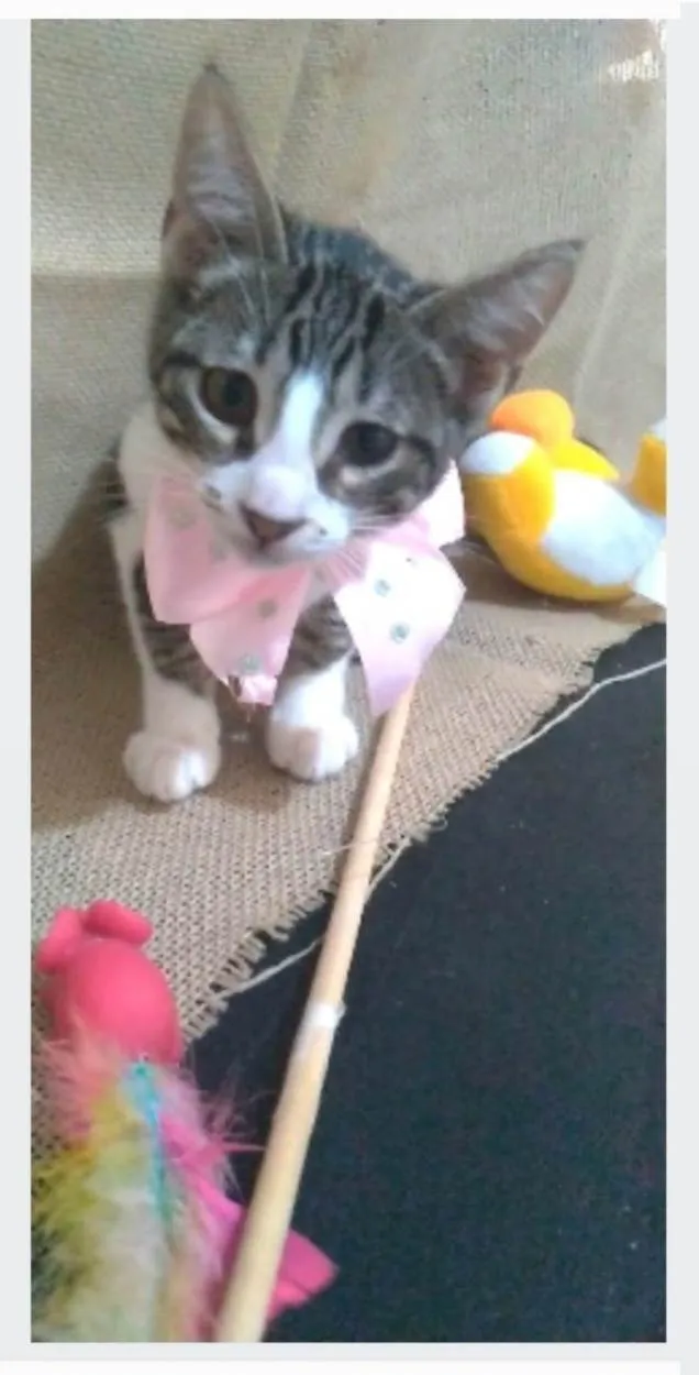 Gato ra a srd idade 7 a 11 meses nome ELENA