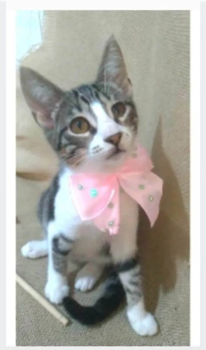 Gato ra a srd idade 7 a 11 meses nome ELENA