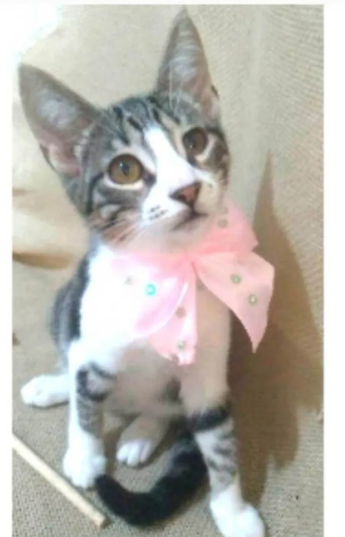 Gato ra a srd idade 7 a 11 meses nome ELENA