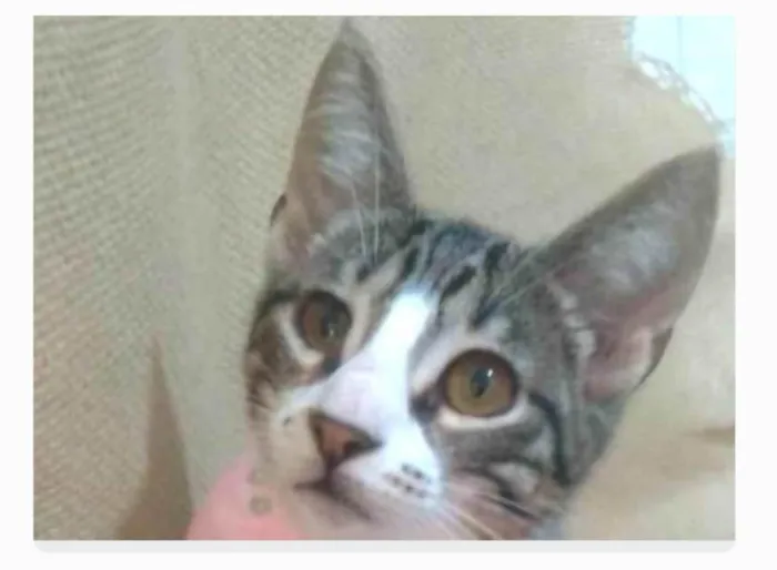 Gato ra a srd idade 7 a 11 meses nome ELENA