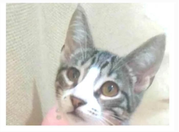 Gato ra a srd idade 7 a 11 meses nome ELENA