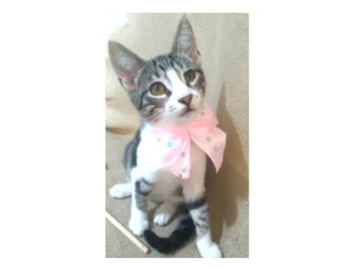 Gato ra a srd idade 7 a 11 meses nome ELENA