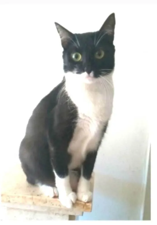 Gato ra a srd frajolinha idade 2 anos nome LIKA