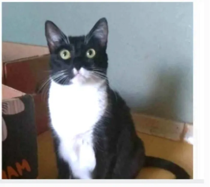 Gato ra a srd frajolinha idade 2 anos nome LIKA