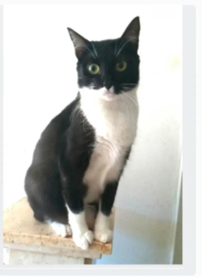 Gato ra a srd frajolinha idade 2 anos nome LIKA