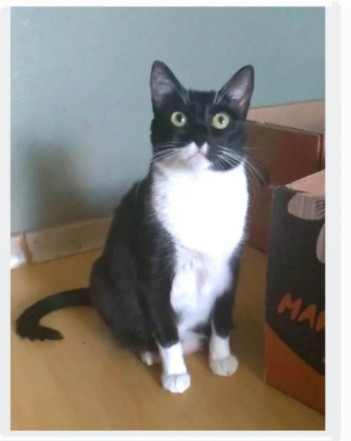 Gato ra a srd frajolinha idade 2 anos nome LIKA